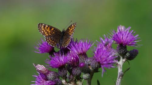 Melitaea diamina